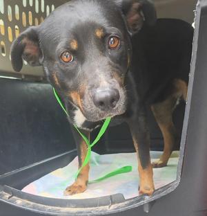 A black and tan dog with brown eyes is standing in a carrier, looking at the camera. The dog has a green leash around its neck.
