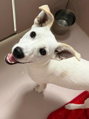 Yeti, Mixed Breed, puppy, available for adoption