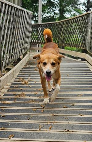 Rabbit, Shepherd / Mixed Breed, adult, available for adoption