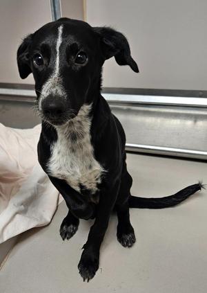 Butch, Collie / Mixed Breed, puppy, available for adoption
