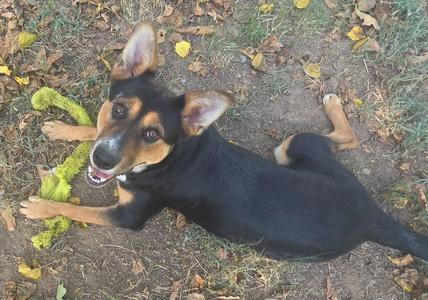 A black and tan dog lying on the ground, chewing on a green object.