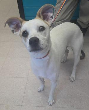 A white dog with brown ears and a red collar standing on a tiled floor.