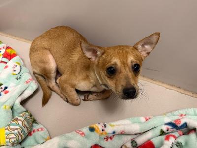 Titan, Chihuahua, young, available for adoption