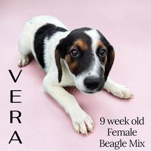 A 9-week-old female Beagle mix puppy named Vera lying on a pink background.