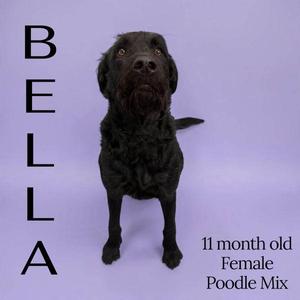A black poodle mix dog named Bella, 11 months old, standing against a purple background.
