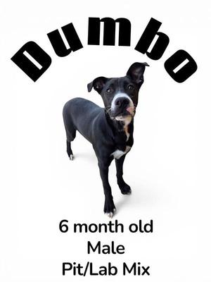 A black and white dog named Dumbo, 6 months old, male Pit/Lab Mix