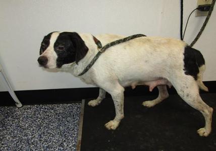 #12 Rhea, Hound, adult, available for adoption