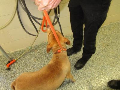Lady Bird, Hound, adult, available for adoption
