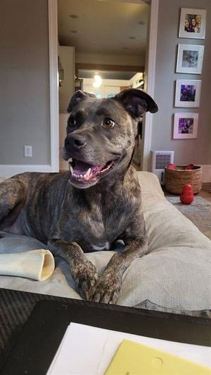 DAVINA, Pit Bull Terrier, adult, available for adoption
