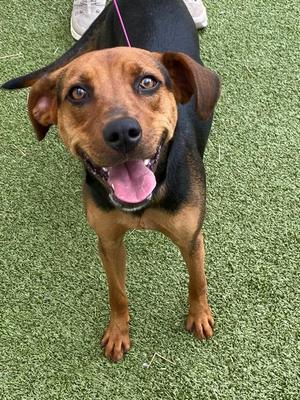 A brown and black dog with floppy ears and a pink tongue is standing on green artificial turf. The dog is looking up at the camera with a happy expression.