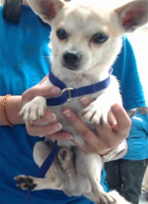 PEANUT, Chihuahua, senior, available for adoption