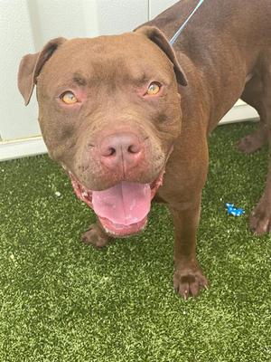 A brown dog with a muscular build and a short coat stands on green artificial grass. The dog has a broad head, floppy ears, and bright yellow eyes. Its mouth is open, showing its pink tongue and teeth, giving it a friendly expression. The dog is wearing a blue leash attached to a collar. In the background, there is a white wall and a small blue object on the grass.