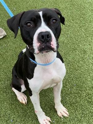 SKIPPY, American Pit Bull Terrier, adult, available for adoption