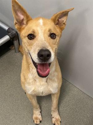 NOVA, Labrador Retriever, adult, available for adoption