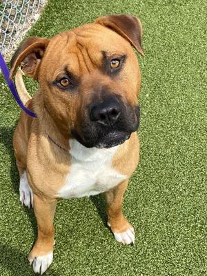 TRUCK, Pit Bull Terrier, adult, available for adoption