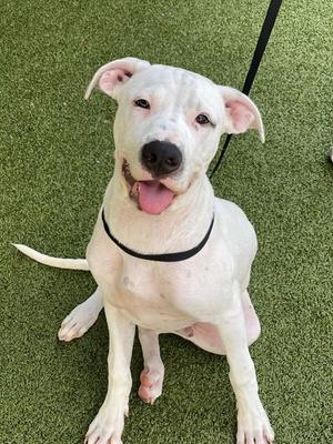 SIMPSON, Pit Bull Terrier, young, available for adoption