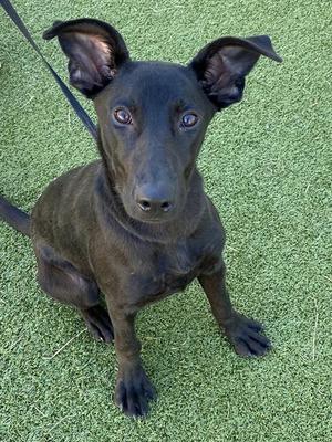 A black dog with large ears sitting on green artificial grass.
