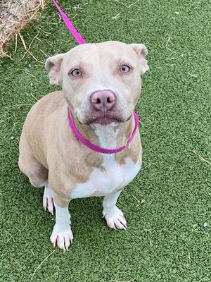 PINK, Pit Bull Terrier, adult, available for adoption