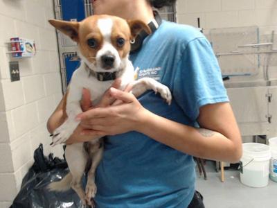 A435651, Chihuahua / Toy Fox Terrier, adult, available for adoption
