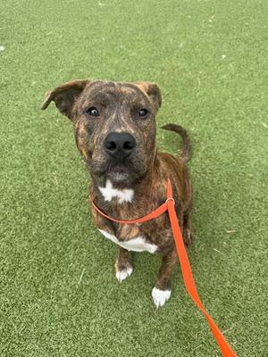 A brown and white dog with a brindle coat is sitting on green artificial grass, wearing an orange leash. The dog has a white chest and paws, and its ears are perked up as it looks directly at the camera.