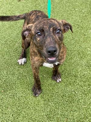 A brindle dog with white paws and chest standing on green artificial turf, looking up at the camera with a leash attached to its collar.