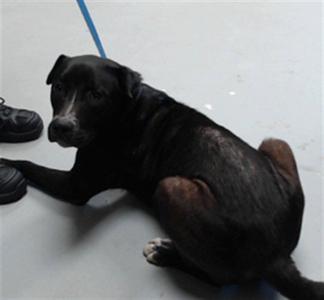 CROW, Pit Bull Terrier, young, available for adoption