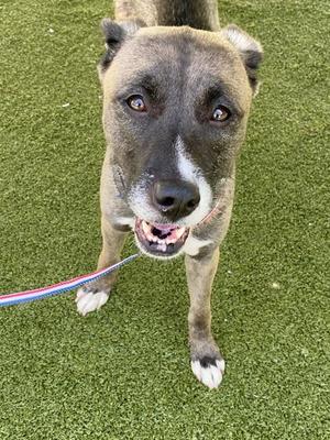 A brown and white dog with a black muzzle and expressive eyes, standing on green artificial turf, wearing a colorful leash.