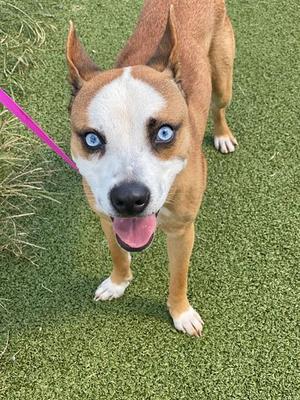 A brown and white dog with blue eyes standing on green grass, wearing a pink leash.