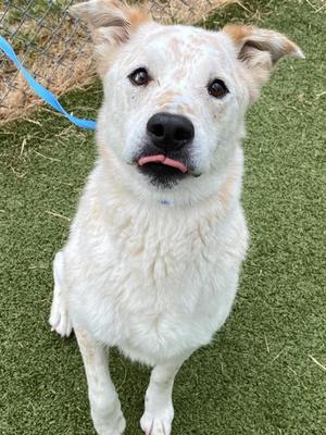 REX, Australian Cattle Dog/Blue Heeler, adult, available for adoption
