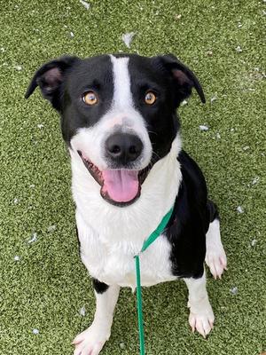 ARAGORN, Labrador Retriever, young, available for adoption