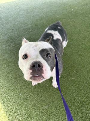 A black and white dog with a blue leash standing on green artificial grass.