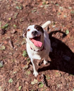 Willa, Terrier, adult, available for adoption