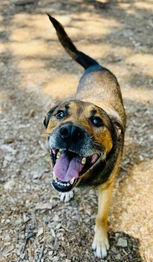 Gilbert, Terrier, senior, available for adoption