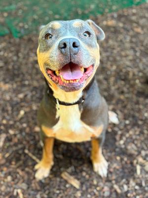 Mandy, American Pit Bull Terrier, adult, available for adoption