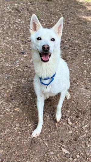 Jin Ju, Jindo (Korean), senior, available for adoption