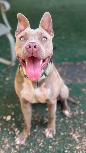 Lulu, Pit Bull Terrier, adult, available for adoption
