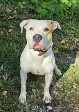 Coco, Pit Bull Terrier, adult, available for adoption
