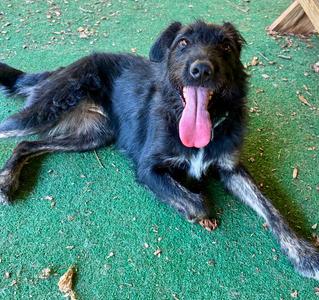 Mary, Schnauzer, adult, available for adoption