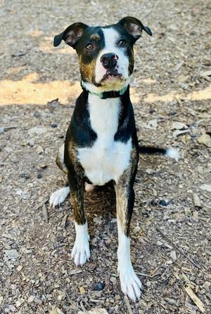 Bruno, Terrier, adult, available for adoption