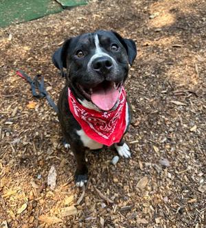 Rocky, Terrier, adult, available for adoption