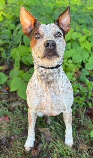 Townie, Terrier, adult, available for adoption