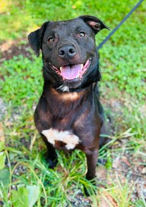Rags, American Pit Bull Terrier, adult, available for adoption
