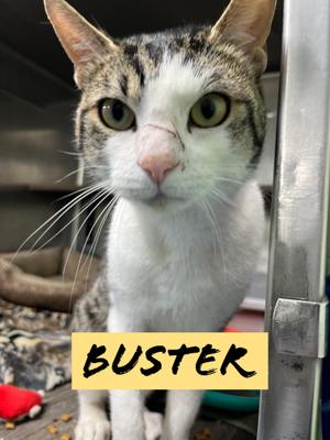 Buster, adult, available for adoption