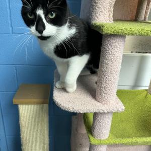 Rocket, adult, available for adoption