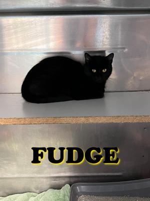 Fudge, adult, available for adoption