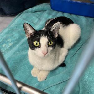 Maria, adult, available for adoption