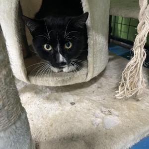 Hijack, young, available for adoption