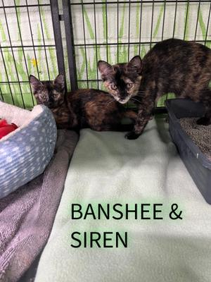 Banshee and Siren, young, available for adoption