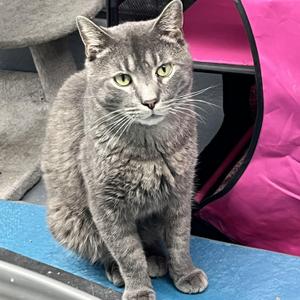 Grayson, adult, available for adoption