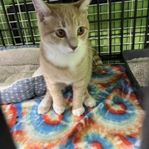 Morris, young, available for adoption